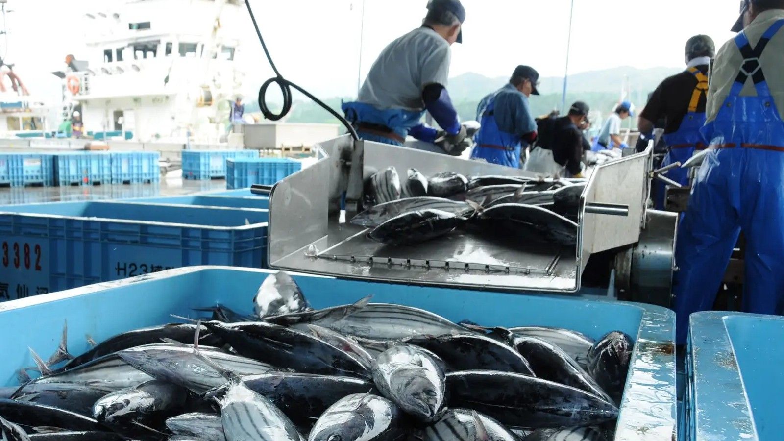 Fresh bonito landed at fishing port.