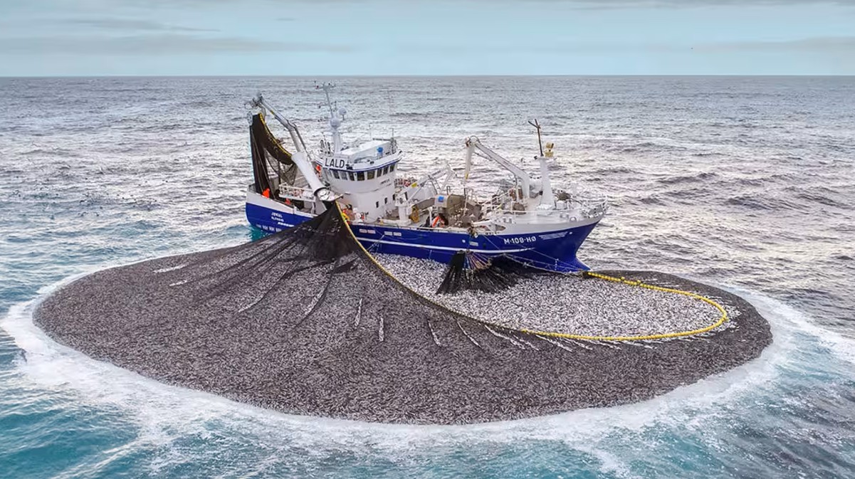 Norwegian vessel hauling in herring.