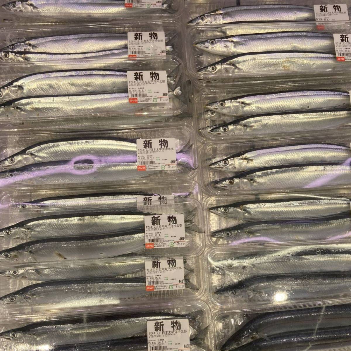 Hokkaido saury